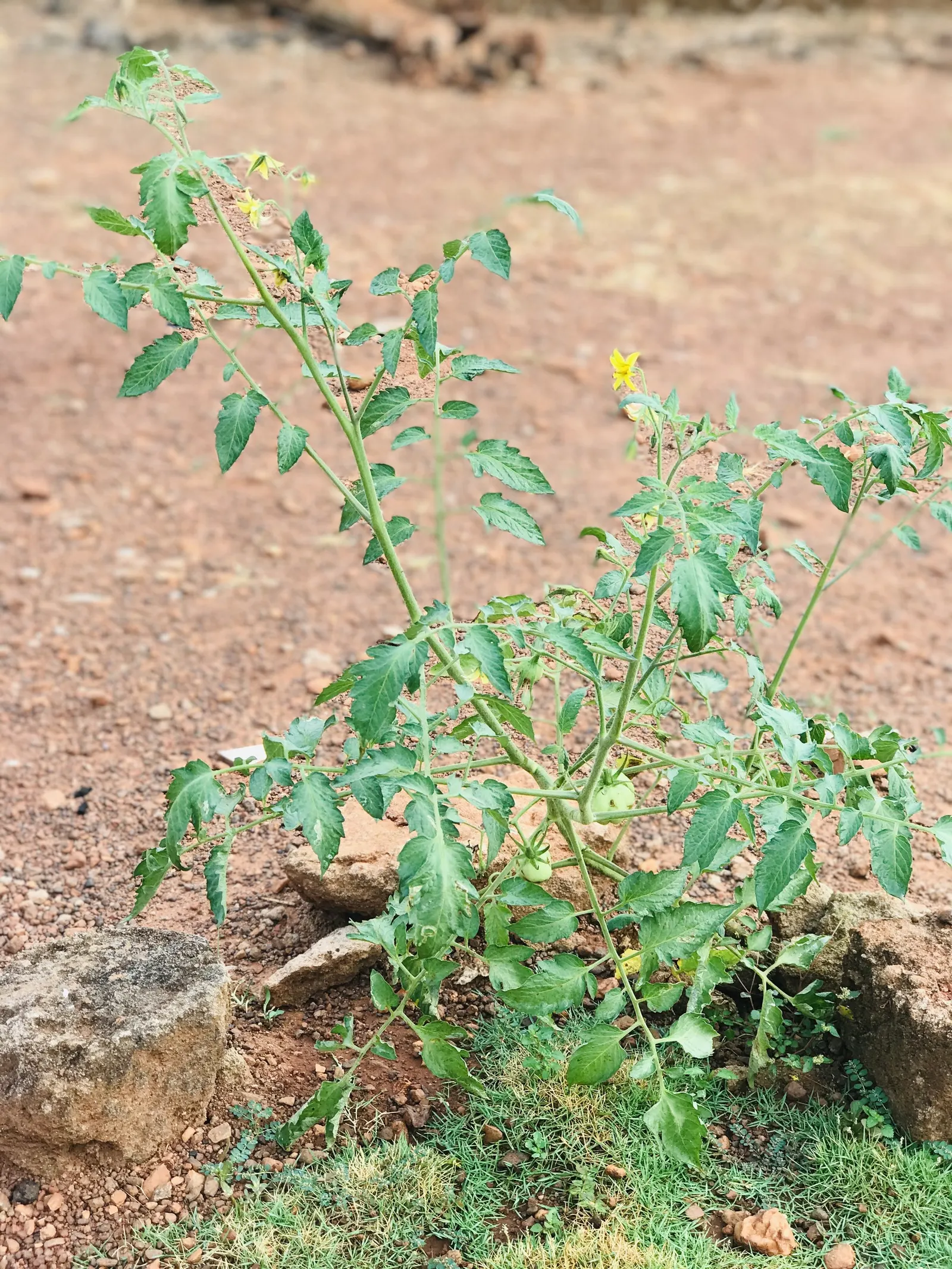 Salad Tomato (Solanum Lycopersicum "Salad') — determinate tomato cultivar