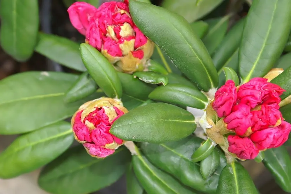 Ken Janeck Rhododendron (Rhododendron 'Ken Janeck') — with a slightly greater spread of 3 to 4 feet