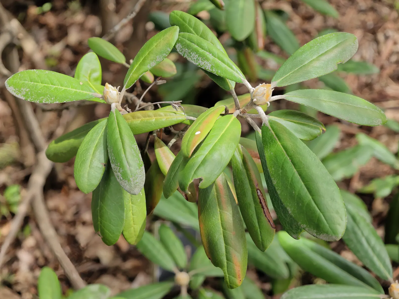 Ken Janeck Rhododendron (Rhododendron 'Ken Janeck') — Noted for its vibrant pink buds opening to light pink flowers in late spring