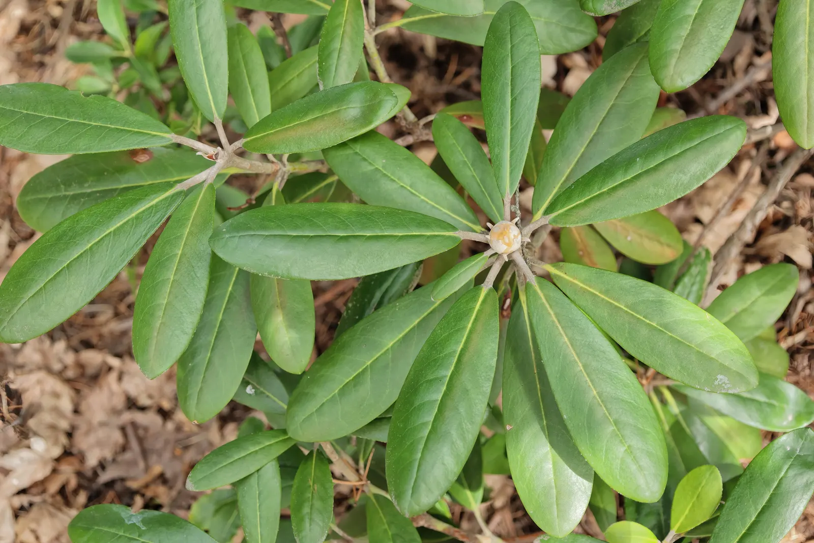 Ken Janeck Rhododendron (Rhododendron 'Ken Janeck') — typically reaching a modest height of 2 to 3 feet