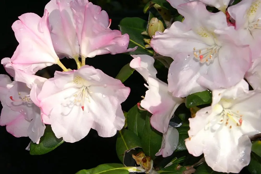 Ken Janeck Rhododendron (Rhododendron 'Ken Janeck') — <br><br>One of the 'Ken Janeck's' most alluring characteristics is its leaves