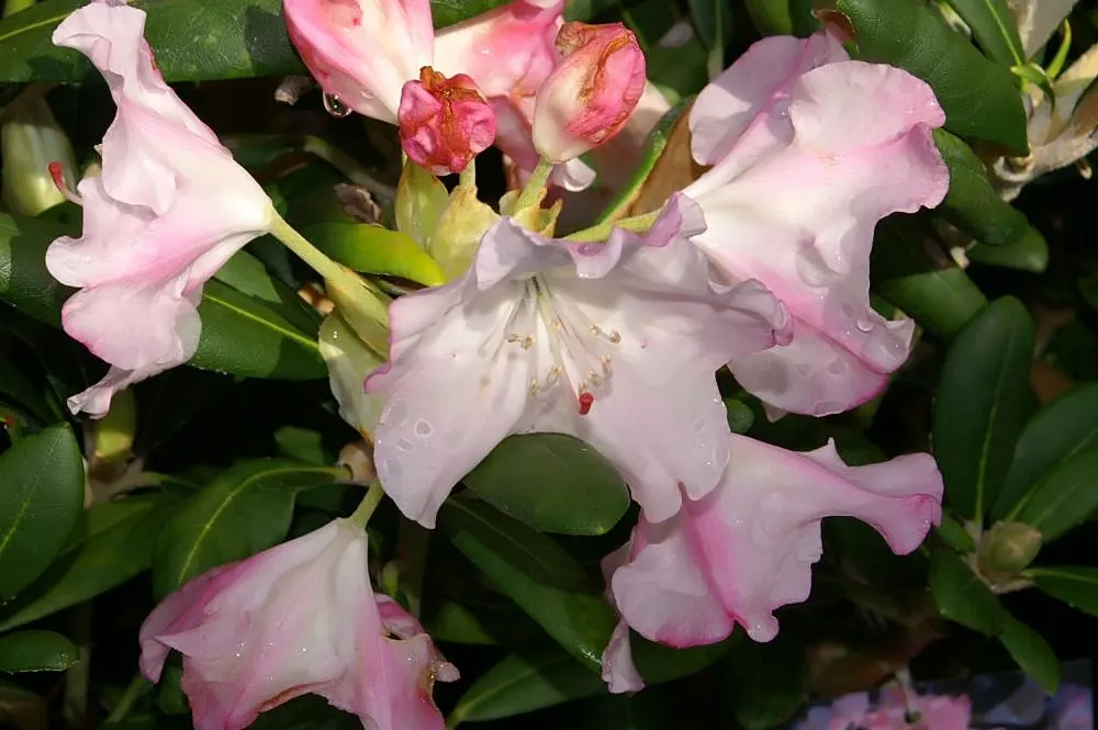 Ken Janeck Rhododendron (Rhododendron 'Ken Janeck') — measuring about 4 inches long