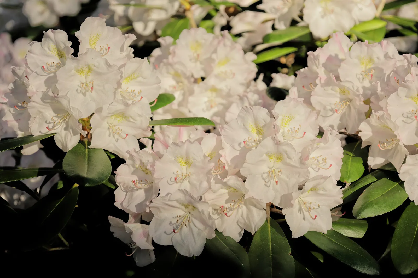 Ken Janeck Rhododendron (Rhododendron 'Ken Janeck') — a discerning choice for any landscape design