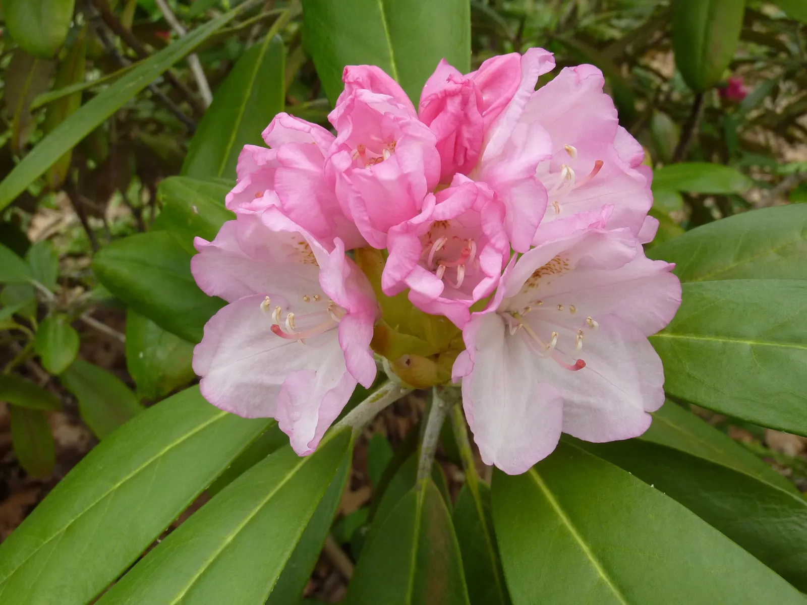 Ken Janeck Rhododendron (Rhododendron 'Ken Janeck') — typically reaching 3-5 feet in height and spread