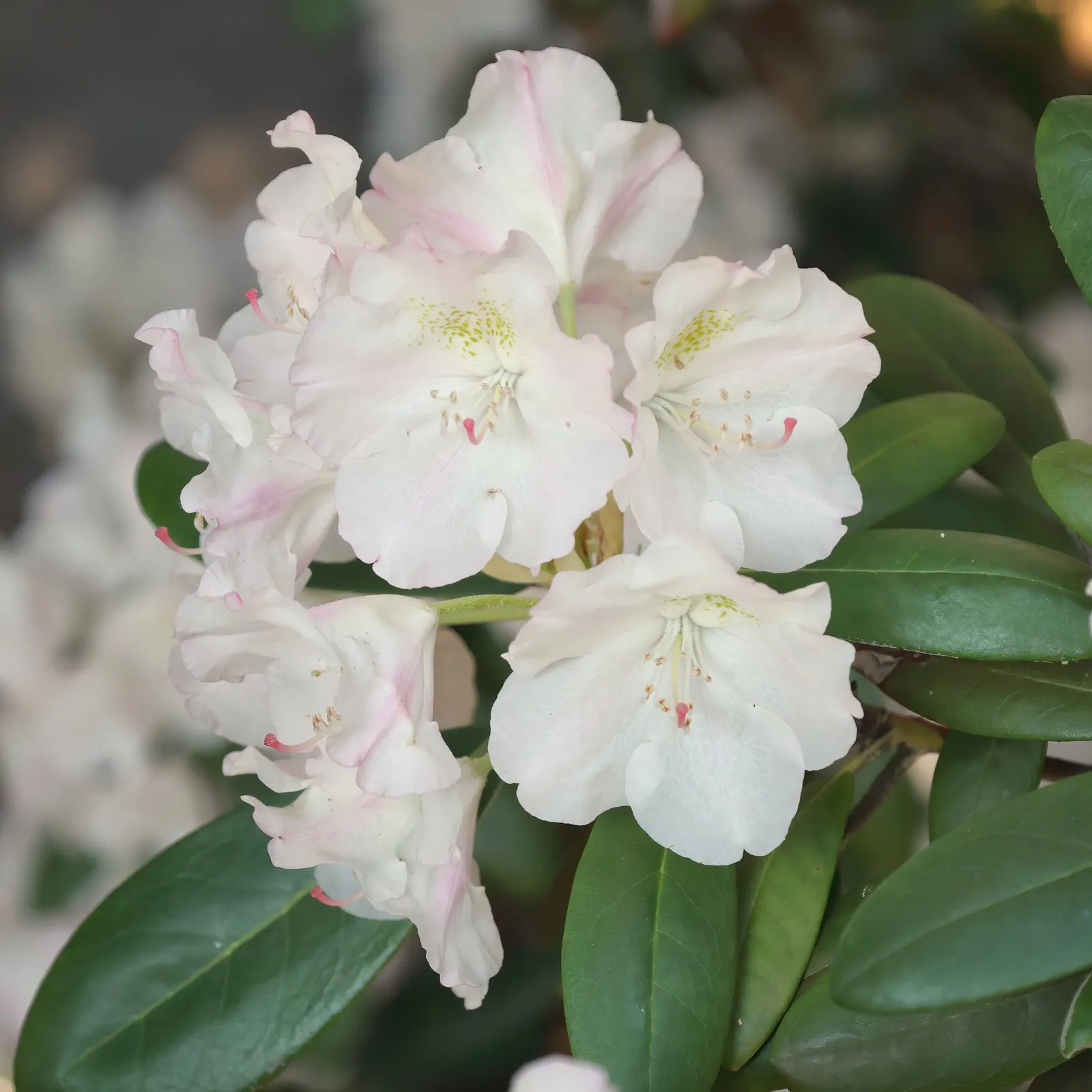 Ken Janeck Rhododendron (Rhododendron 'Ken Janeck') — is esteemed for its vibrant foliage and captivating spring blooms
