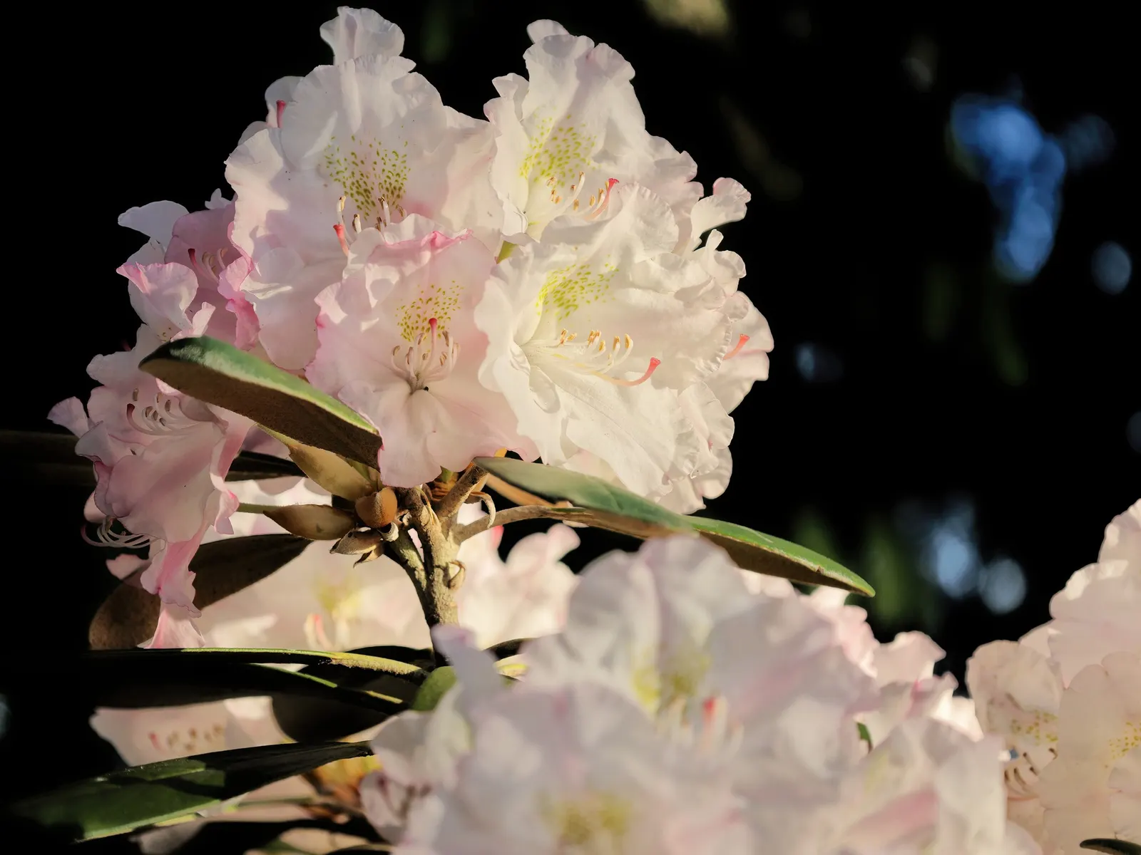 Ken Janeck Rhododendron (Rhododendron 'Ken Janeck') — and thrives in partial shade
