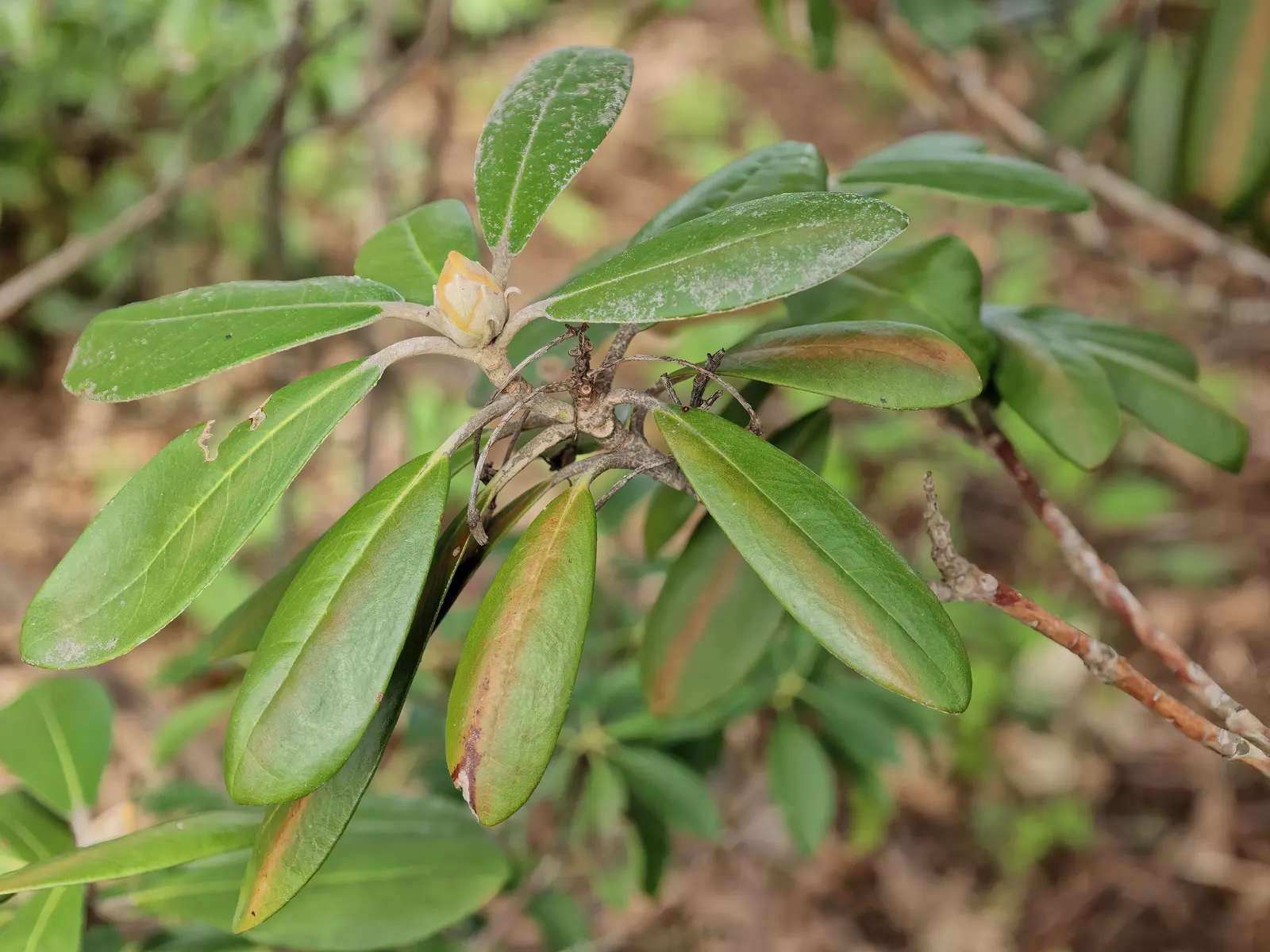 Ken Janeck Rhododendron (Rhododendron 'Ken Janeck') — part of the large and diverse Rhododendron genus