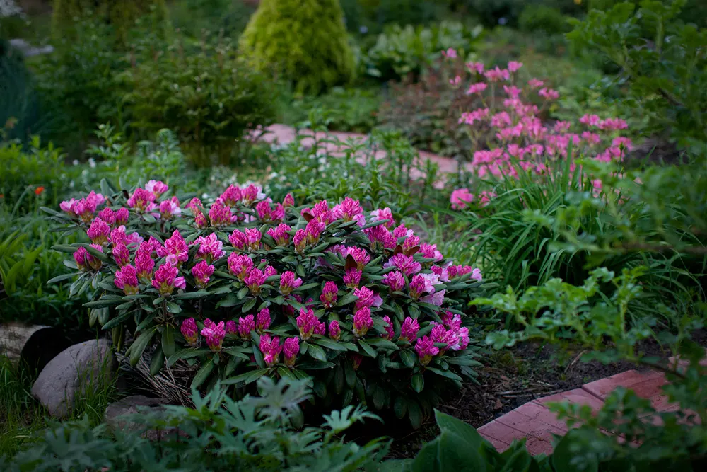 Ken Janeck Rhododendron (Rhododendron 'Ken Janeck') — The Ken Janeck Rhododendron is a compact evergreen shrub with lush