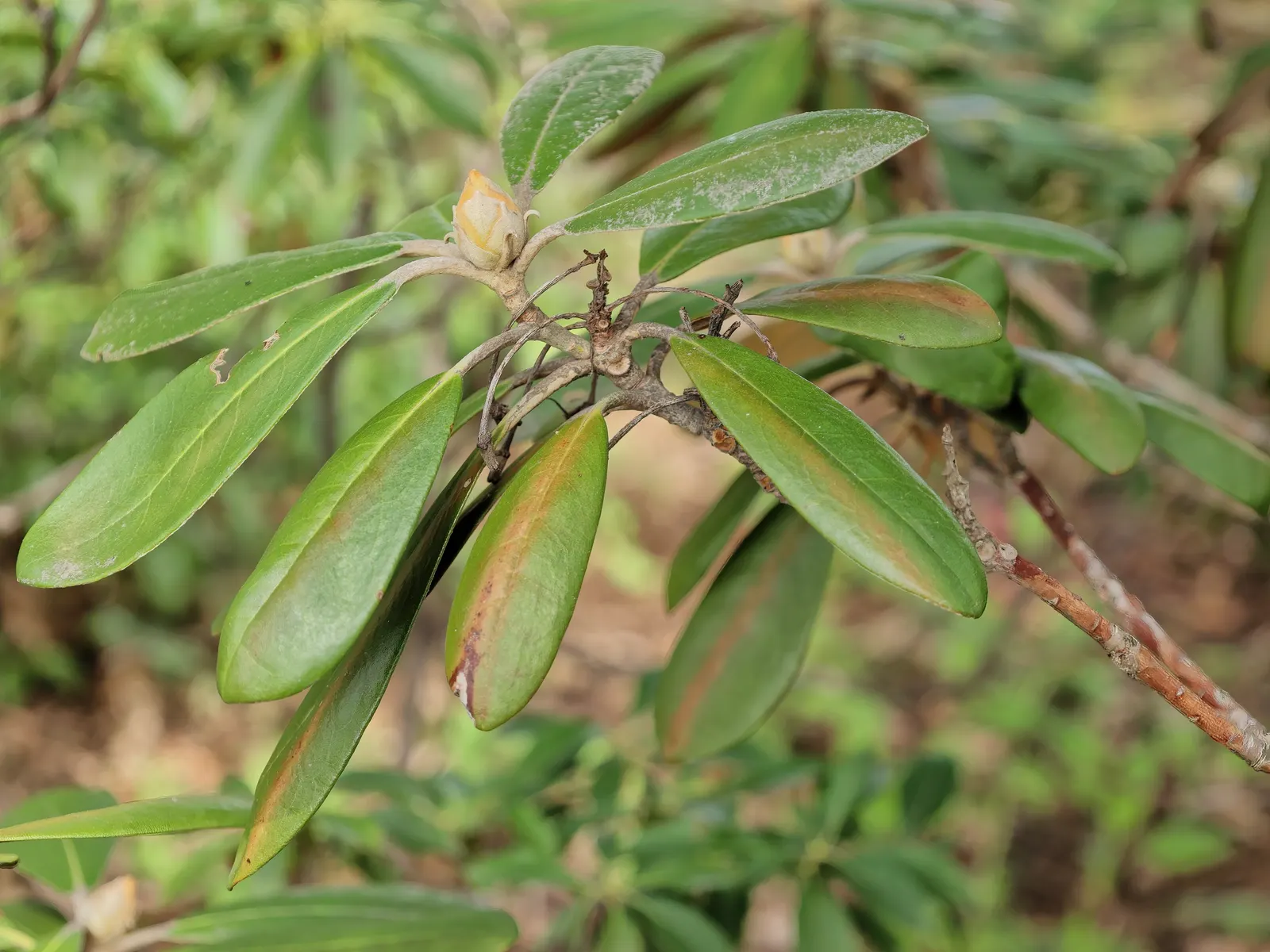 Ken Janeck Rhododendron (Rhododendron 'Ken Janeck') — showcases an exceptionally dense growth habit