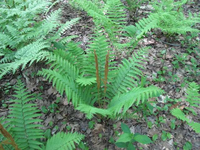 Cinnamon Fern (Osmundastrum cinnamomea) — is a native perennial boasting impressive green fronds reaching 2-5 feet in height