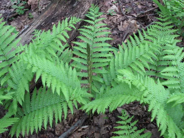 Cinnamon Fern (Osmundastrum cinnamomea) — cinnamon-colored fertile fronds