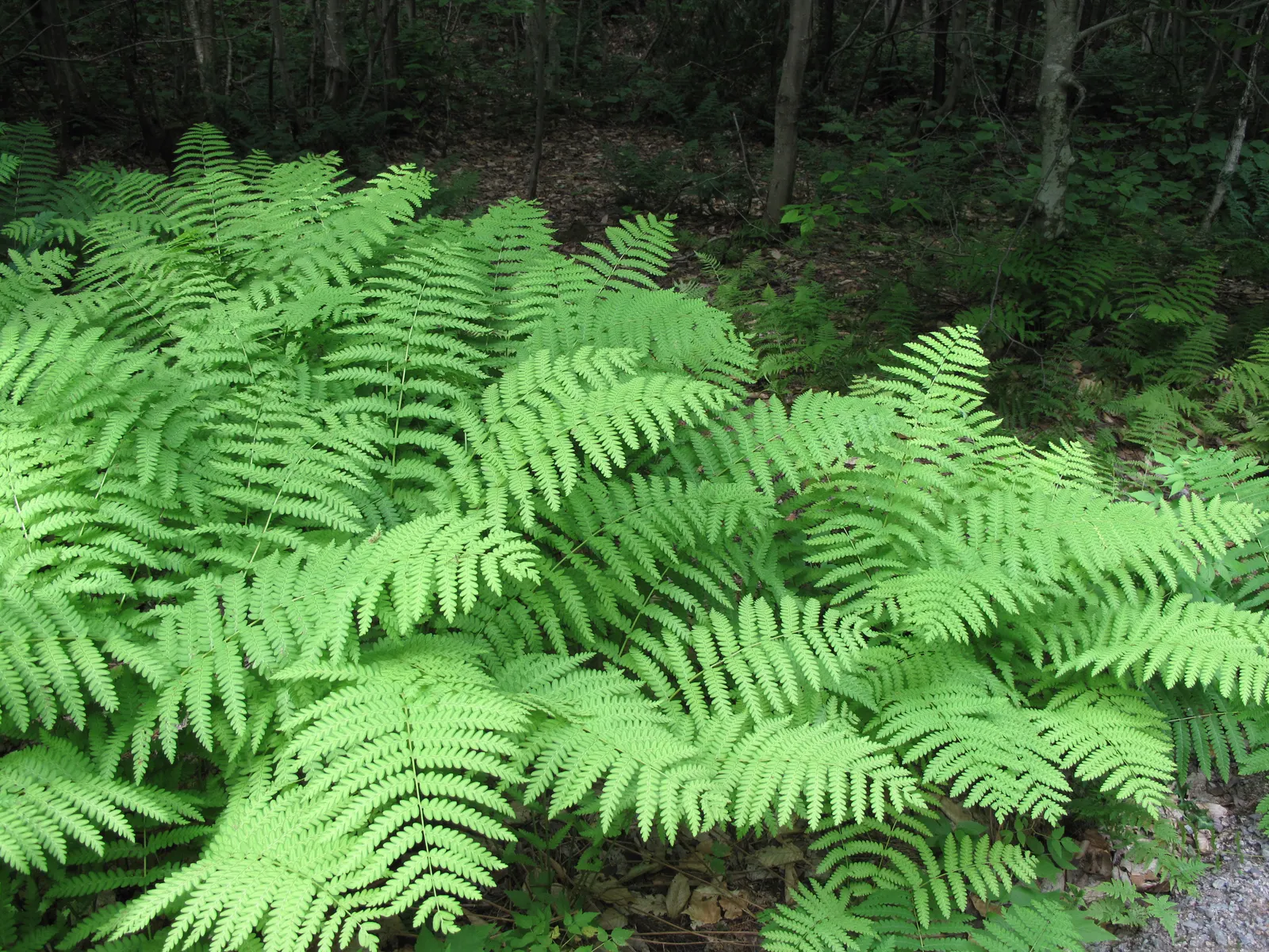 Cinnamon Fern (Osmundastrum cinnamomea) — Distinctive for its striking