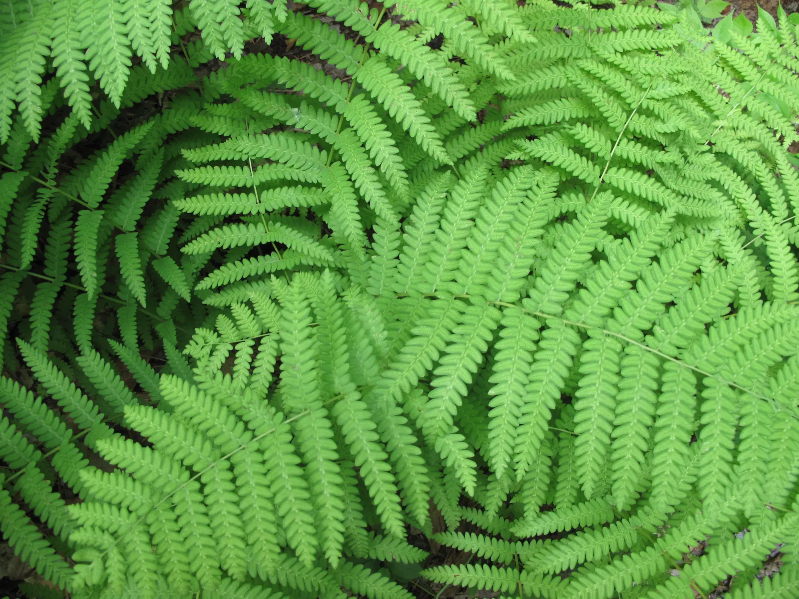 Cinnamon Fern (Osmundastrum cinnamomea) — this fern adds texture and a lush look to woodland gardens and is excellent for naturalizing in damp areas