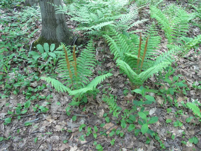 Cinnamon Fern (Osmundastrum cinnamomea) — acidic soils and partial to full shade