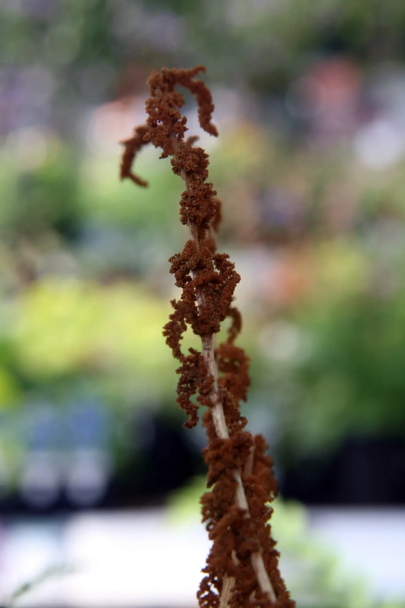Cinnamon Fern (Osmundastrum cinnamomea) — sterile fronds that remain green throughout the season