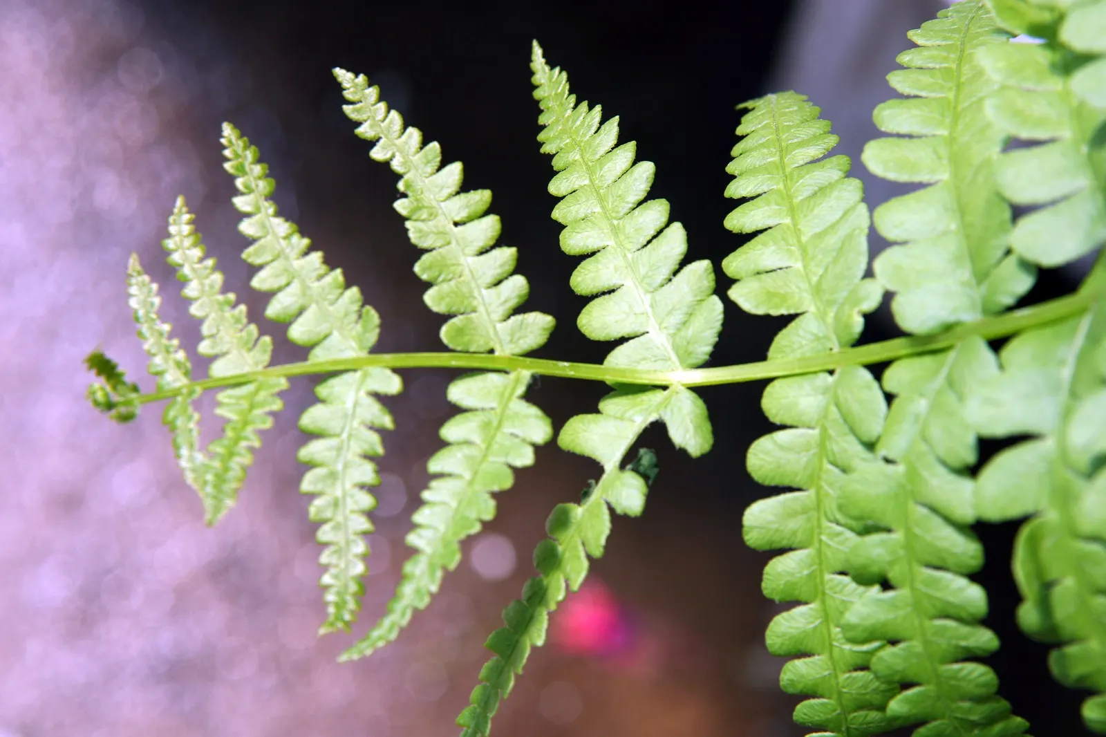 Cinnamon Fern (Osmundastrum cinnamomea) — When designing a landscape