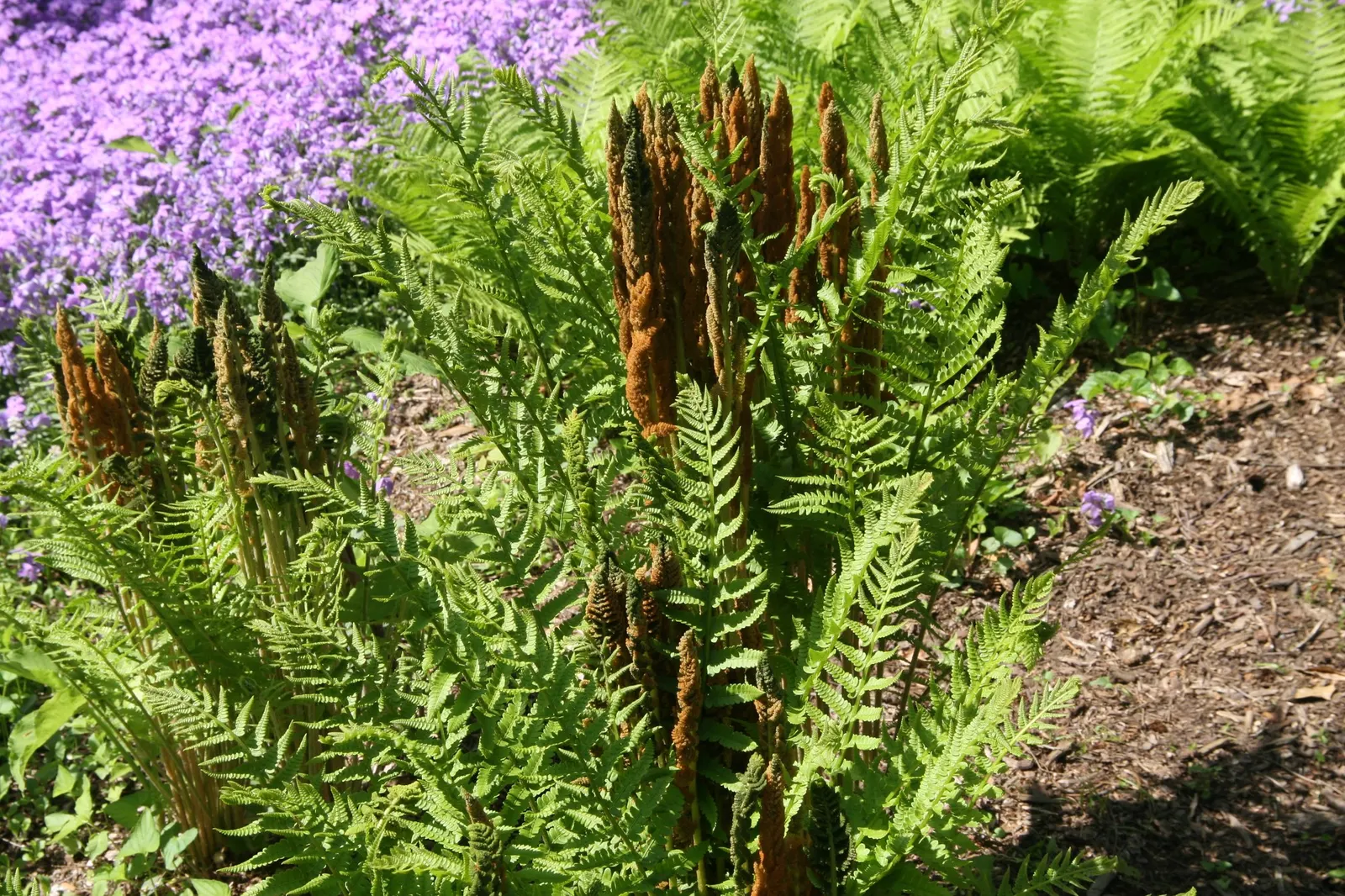 Cinnamon Fern (Osmundastrum cinnamomea) — contrasting beautifully with the verdant
