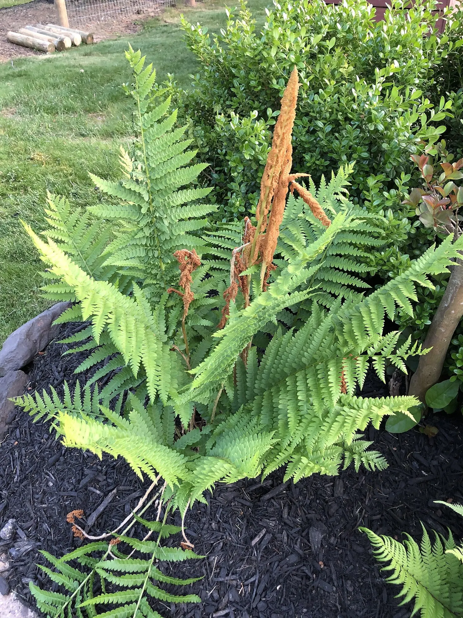 Cinnamon Fern (Osmundastrum cinnamomea) — presents a majestic display that can enrich any shade garden or naturalized woodland area