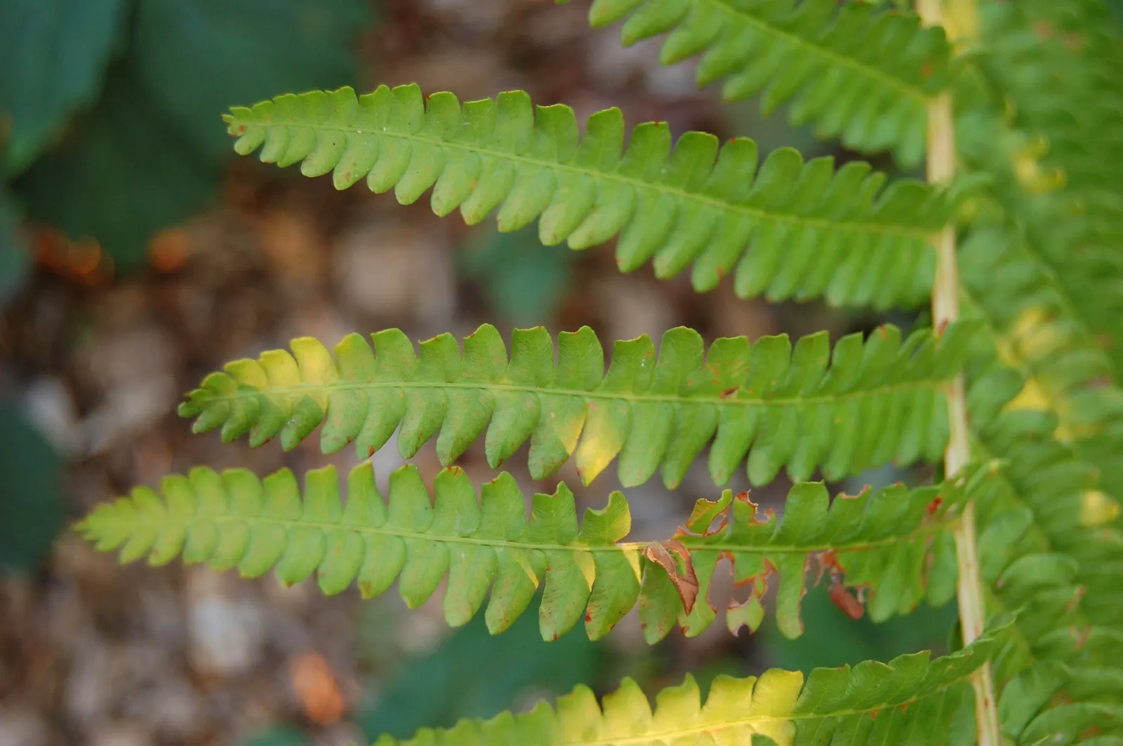 Cinnamon Fern (Osmundastrum cinnamomea) — Natural companions include other shade-loving perennials like hostas and astilbes
