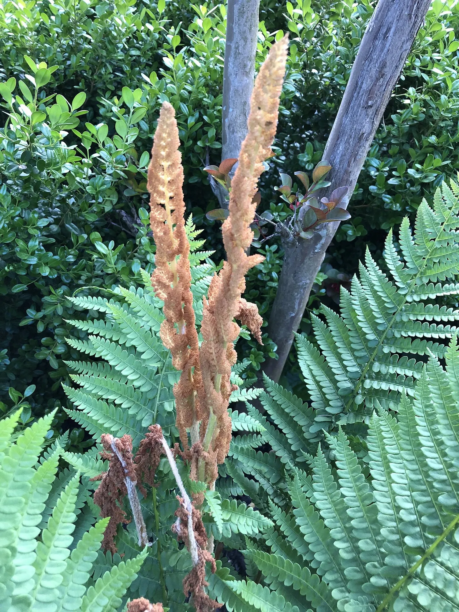 Cinnamon Fern (Osmundastrum cinnamomea) — This perennial fern is known for its striking appearance
