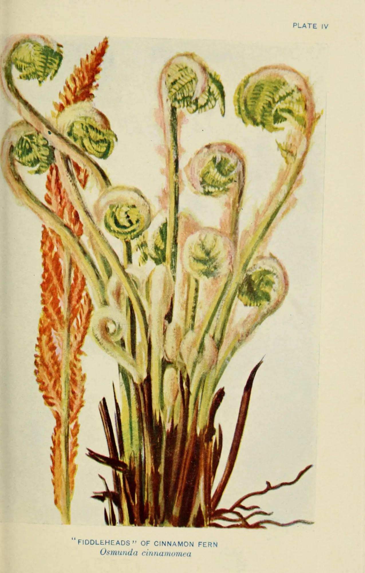 Cinnamon Fern (Osmundastrum cinnamomea) — as this fern does not tolerate dry conditions well