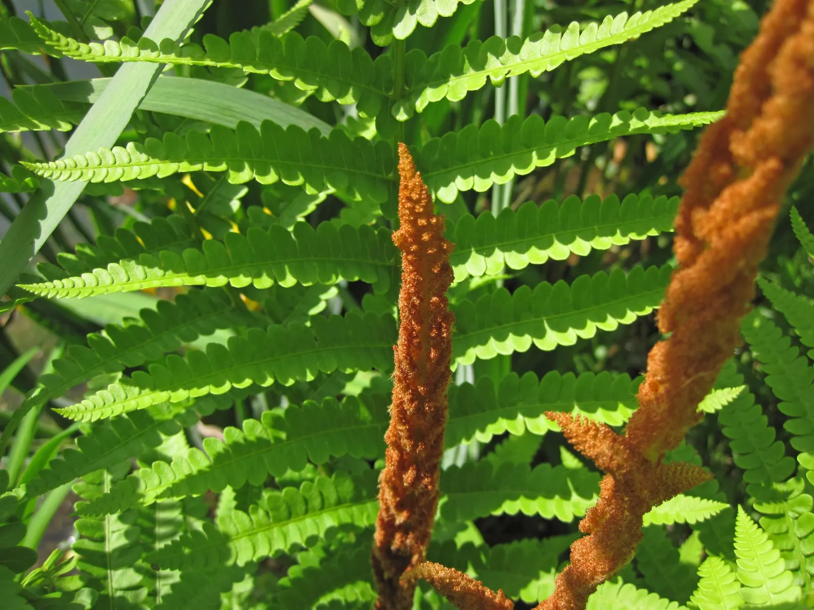 Cinnamon Fern (Osmundastrum cinnamomea) — with arching fronds that can reach an impressive height of 2.5 to 5 feet and a spread of 2 to 3 feet