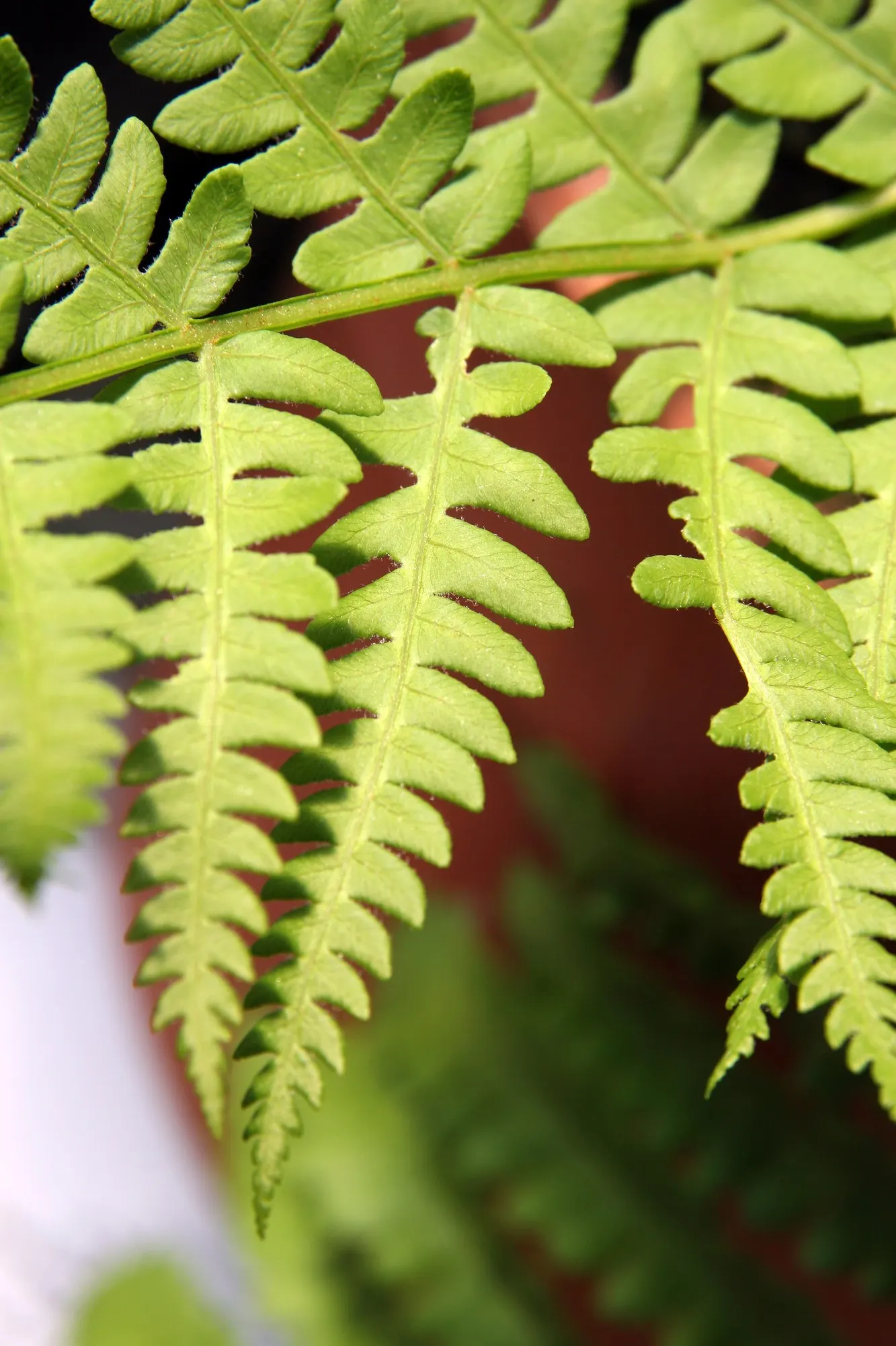Cinnamon Fern (Osmundastrum cinnamomea) — <br><br>This fern prefers partial to full shade and thrives in moist, acidic soils rich in organic matter