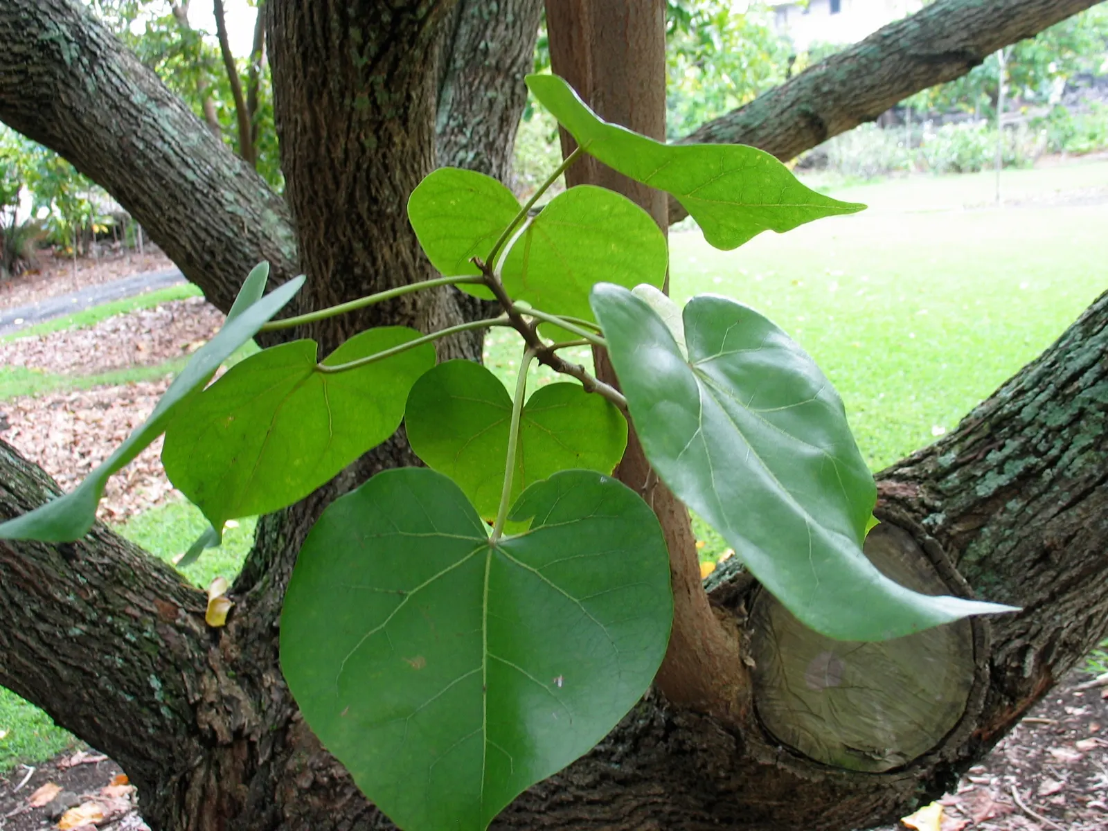 Green Platters (Aeonium 'Pseudotabuliforme') — commonly referred to as Green Platters