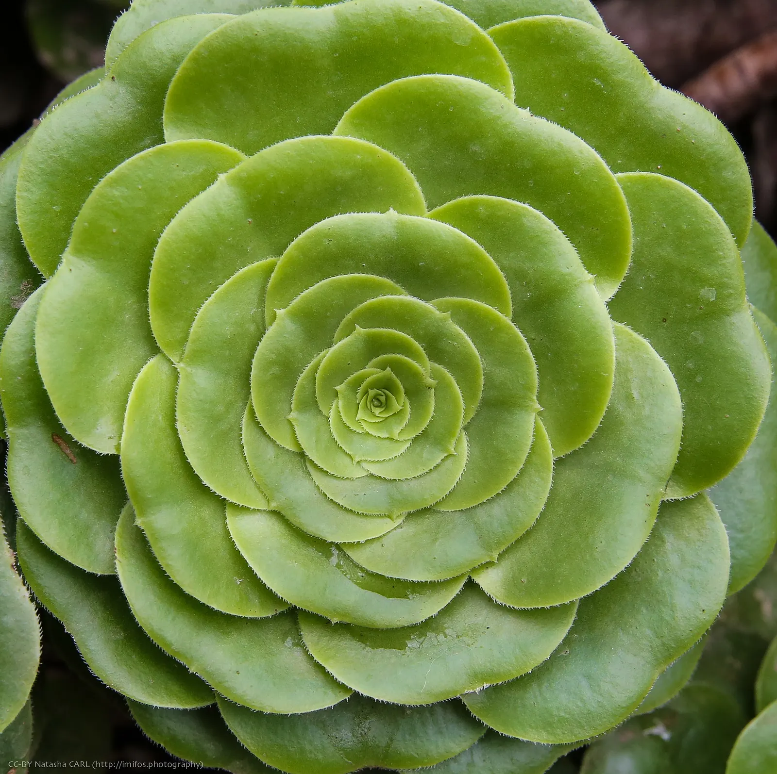 Green Platters (Aeonium 'Pseudotabuliforme') — flat rosettes reminiscent of lily pads