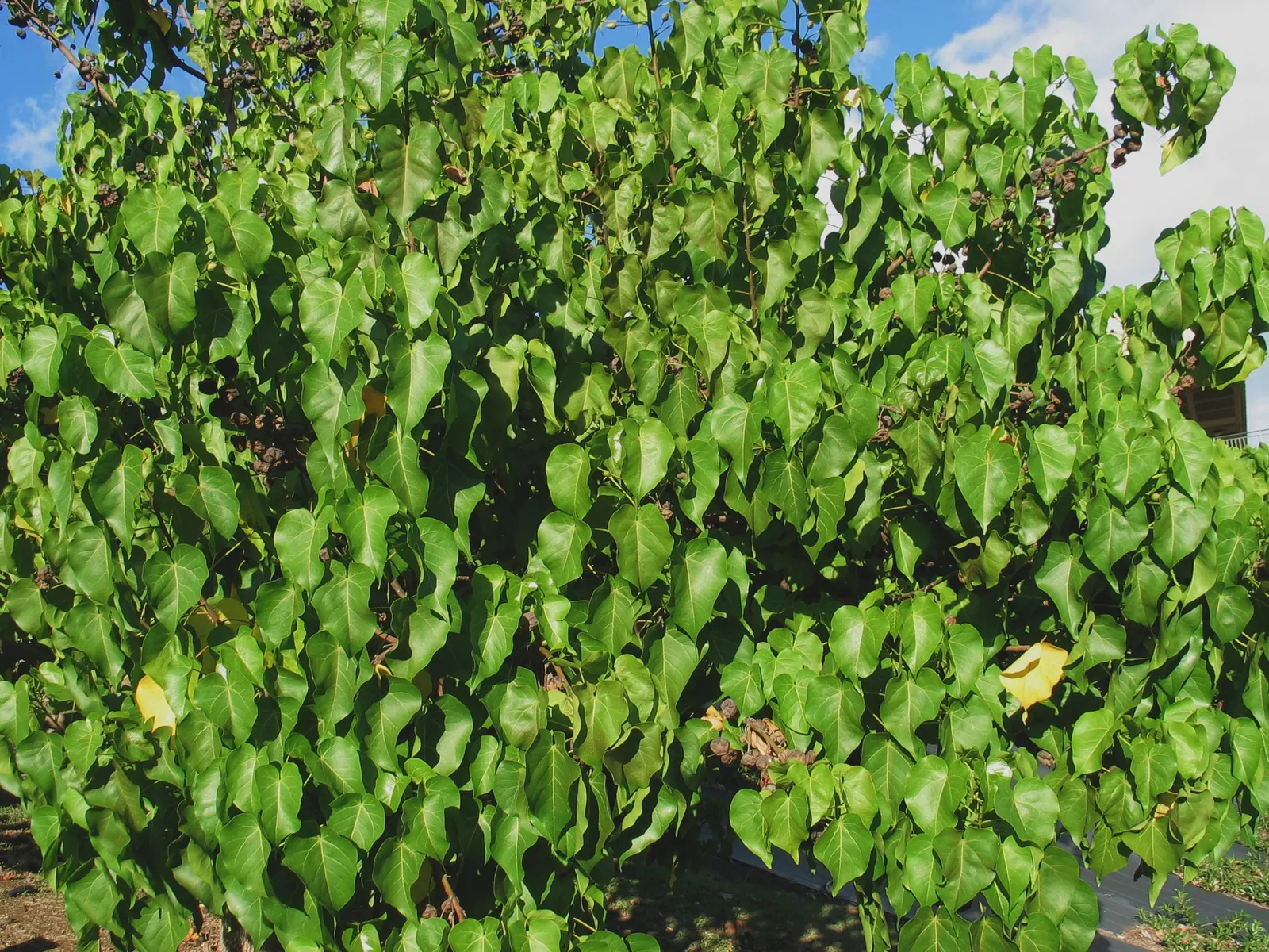 Green Platters (Aeonium 'Pseudotabuliforme') — Water sparingly to maintain its sculptural elegance