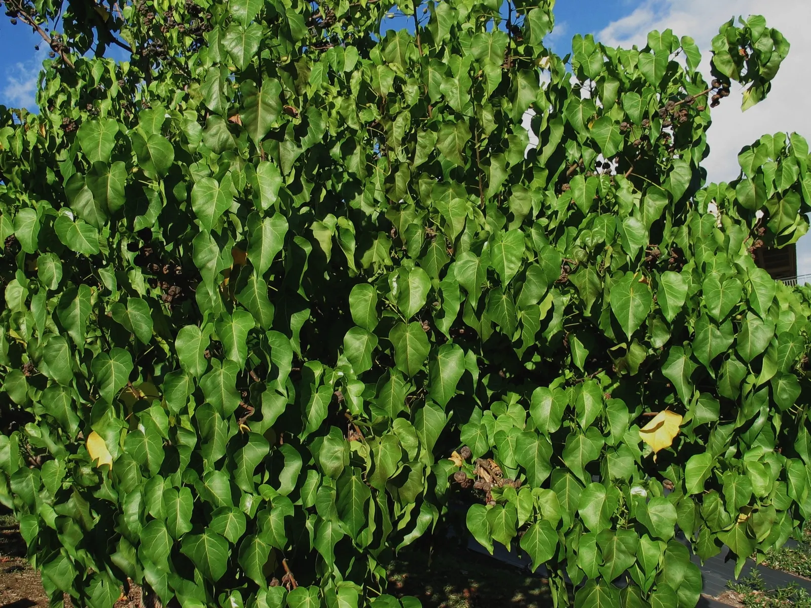 Green Platters (Aeonium 'Pseudotabuliforme') — its emerald-green leaves offer a striking contrast amidst rock gardens or as container highlights