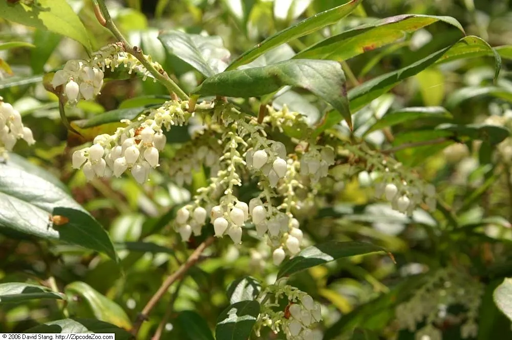 Fetterbush (Leucothoe Fontanesiana) — Grows 3-5 ft high and wide, preferring acidic, well-drained soil; is a versatile evergreen shrub with arching, image 73