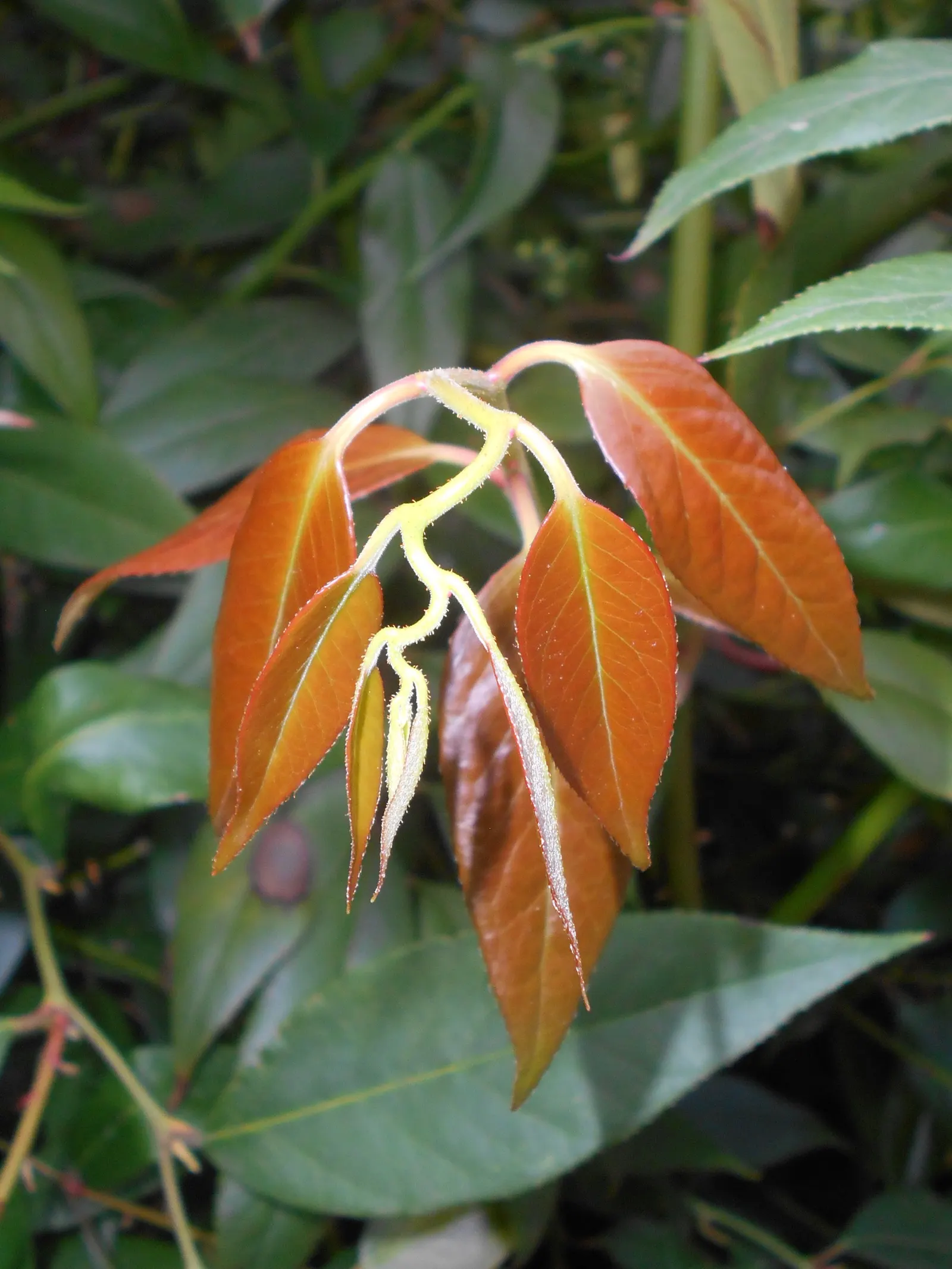 Fetterbush (Leucothoe Fontanesiana) — is a versatile evergreen shrub with arching branches and rich; woodland gardens or as part of a mixed shrub, image 48