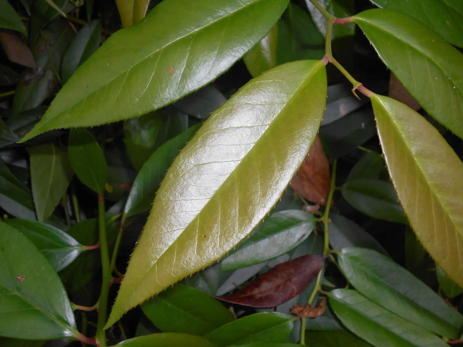 Fetterbush (Leucothoe Fontanesiana) — broadleaf evergreen / shrub for deep shade or shade; with minimal care, the Fetterbush becomes a low-maintenance