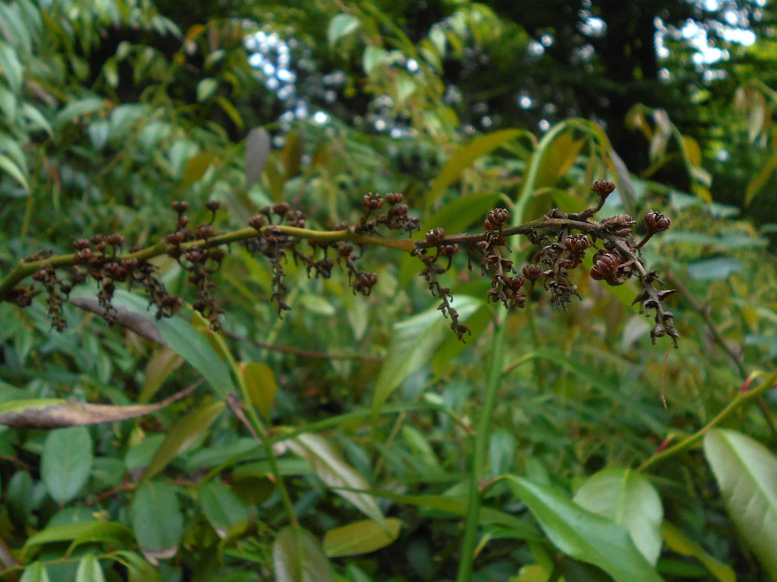 Fetterbush (Leucothoe Fontanesiana) — Excellent for mass plantings, woodland gardens, and borders for year-round interest