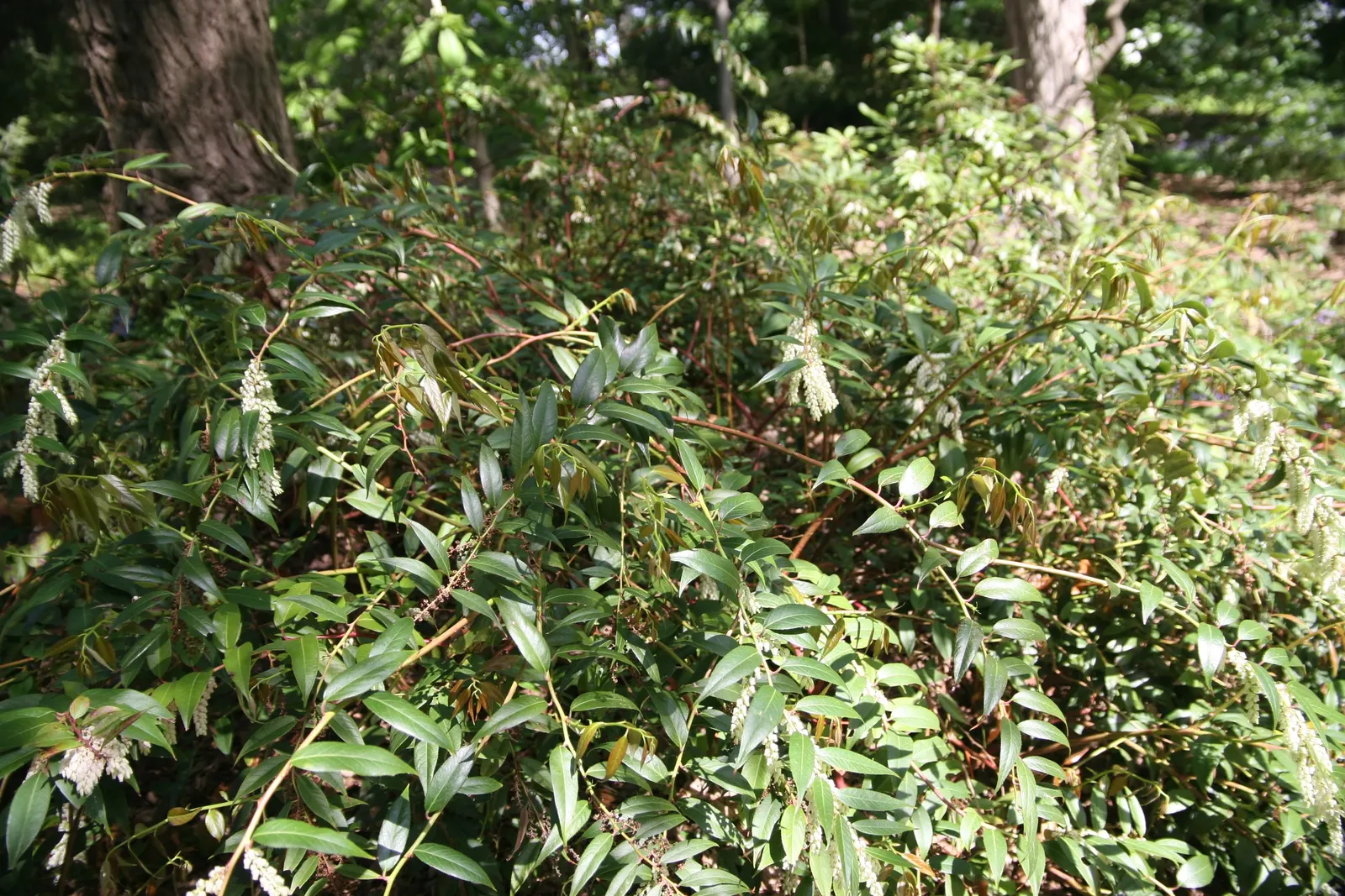 Fetterbush (Leucothoe Fontanesiana) — making it an ideal choice for foundation plantings