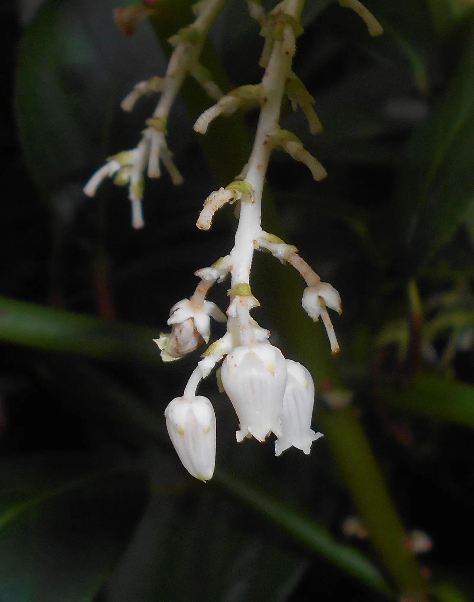 Fetterbush (Leucothoe Fontanesiana) — delicate clusters of bell-shaped white flowers dangle from the branches; evergreen shrub typically matures to a height of