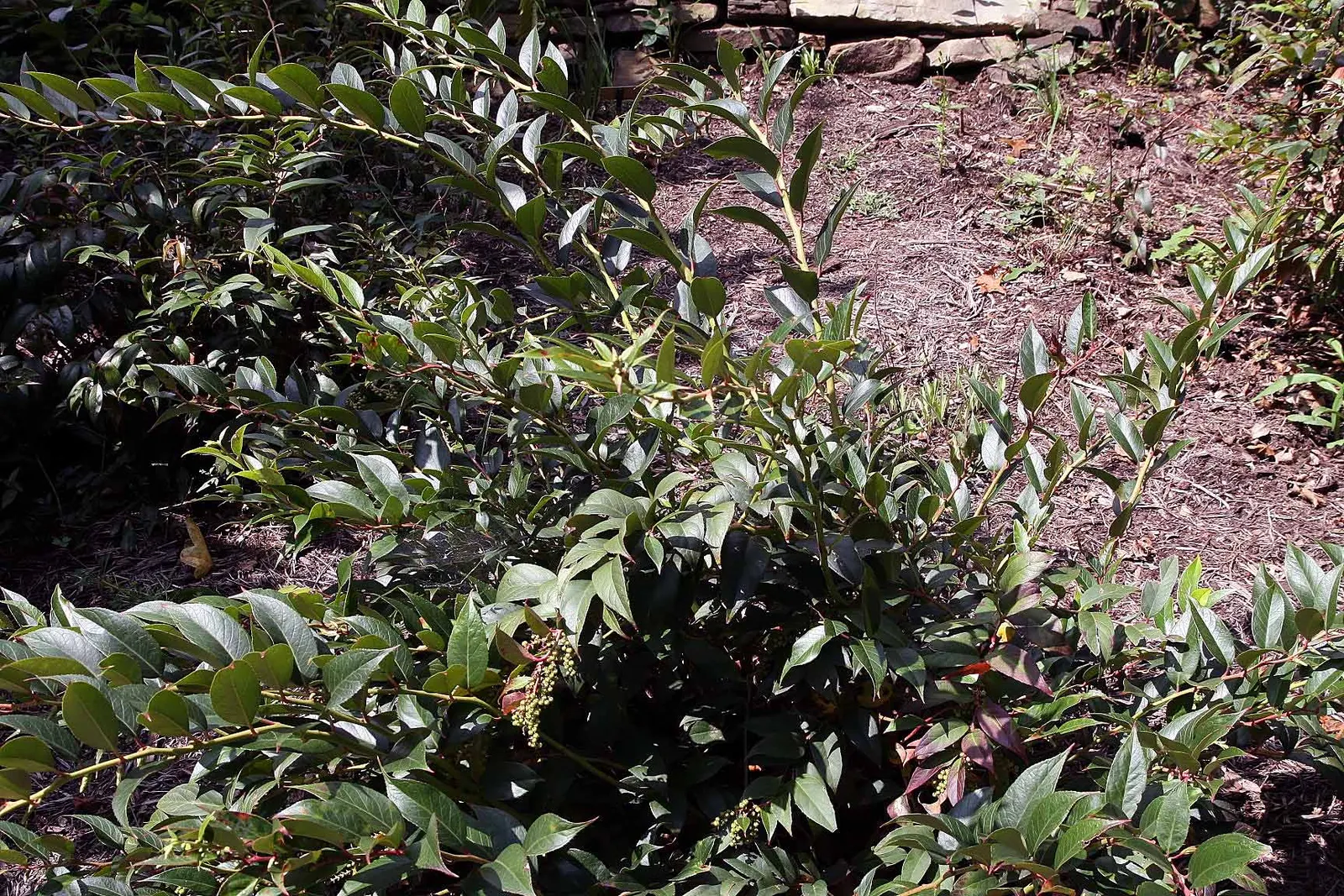 Fetterbush (Leucothoe Fontanesiana) — The foliage adds seasonal interest; transitioning from deep green to eye-catching shades of burgundy and purple in the