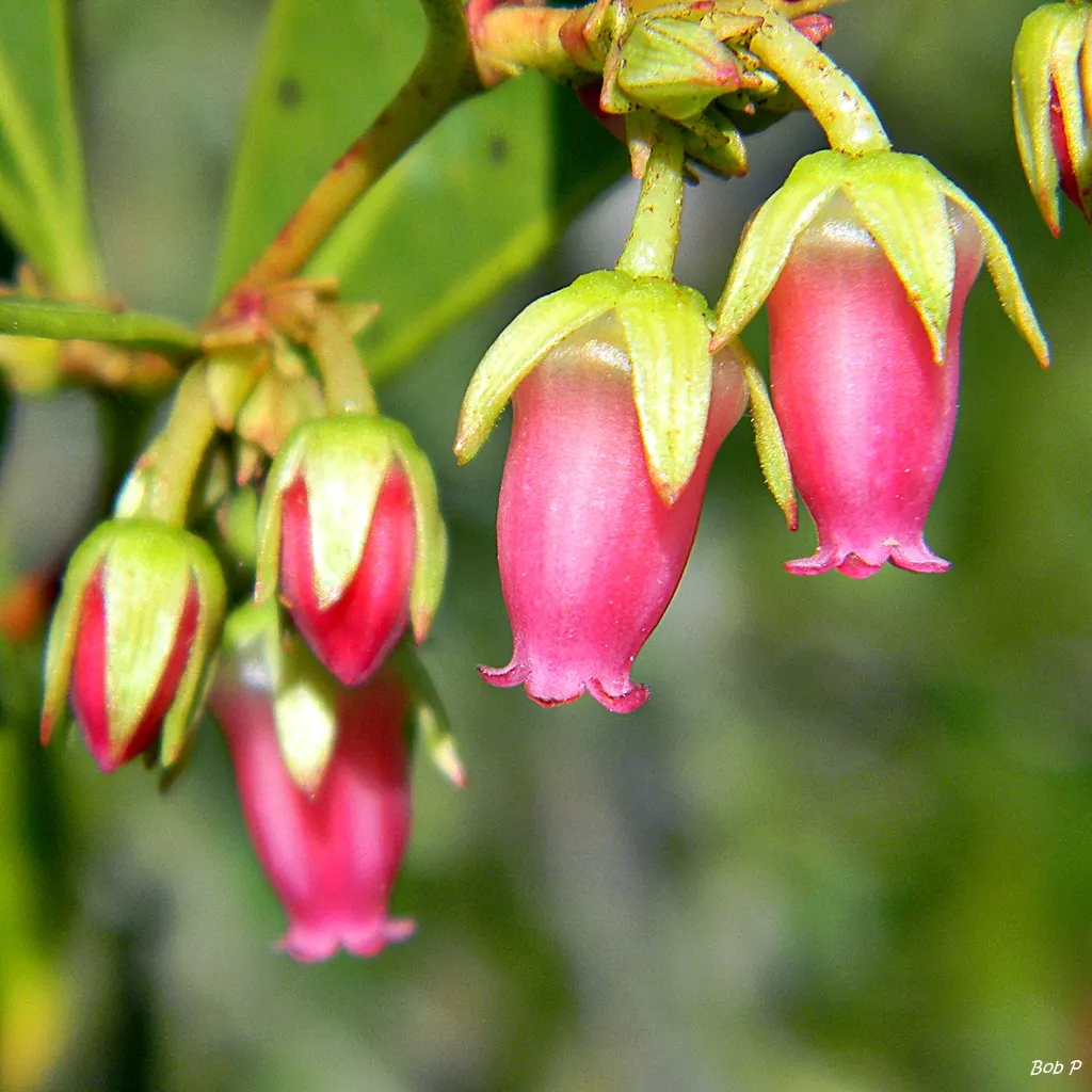 Fetterbush (Leucothoe Fontanesiana) — preferring part shade to full shade conditions