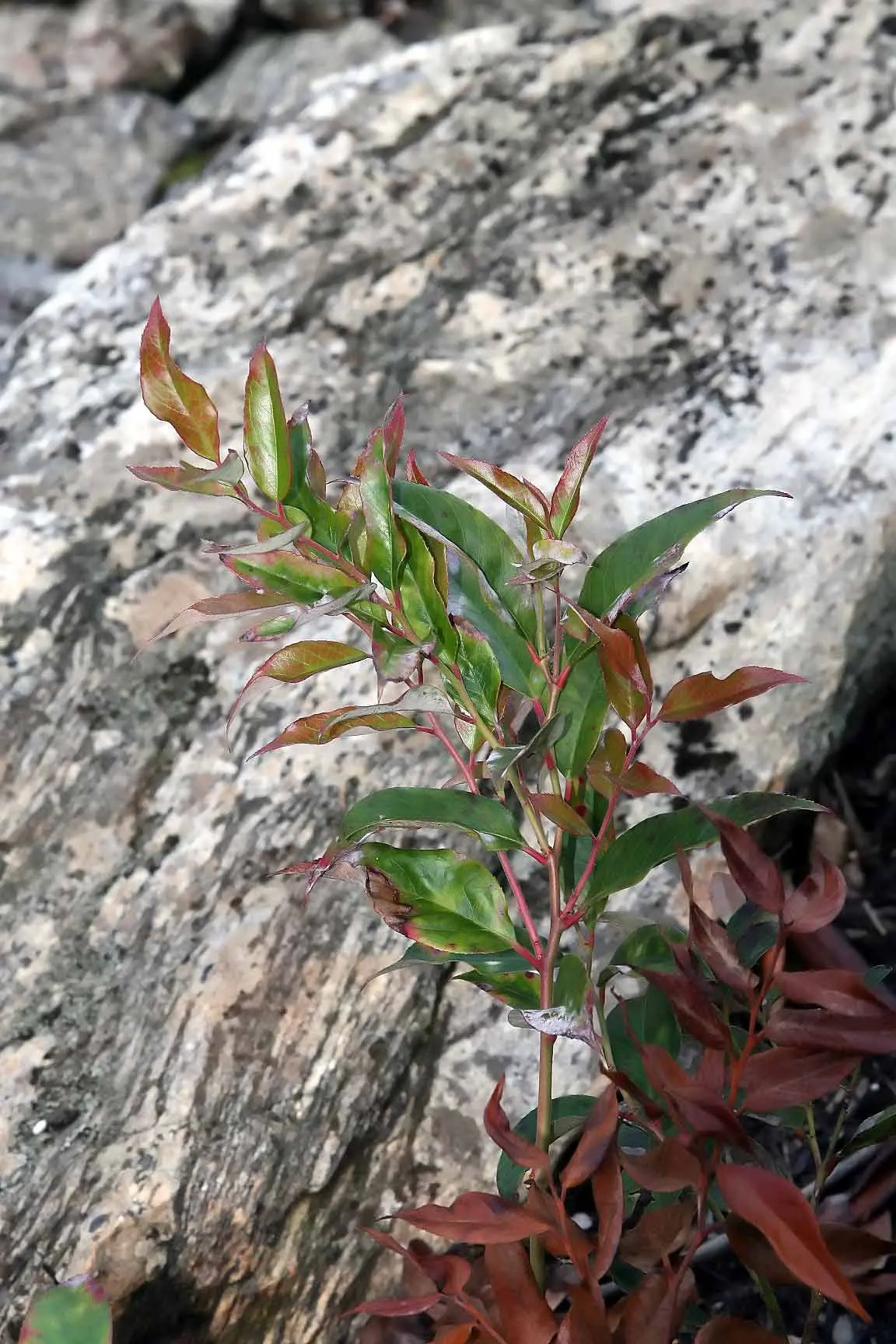 Fetterbush (Leucothoe Fontanesiana) — evergreen shrub typically matures to a height of 3 to 6 feet; maintenance is minimal, requiring light pruning, image 77