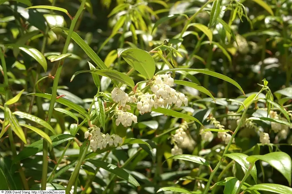 Fetterbush (Leucothoe Fontanesiana) — white flowers in the garden
