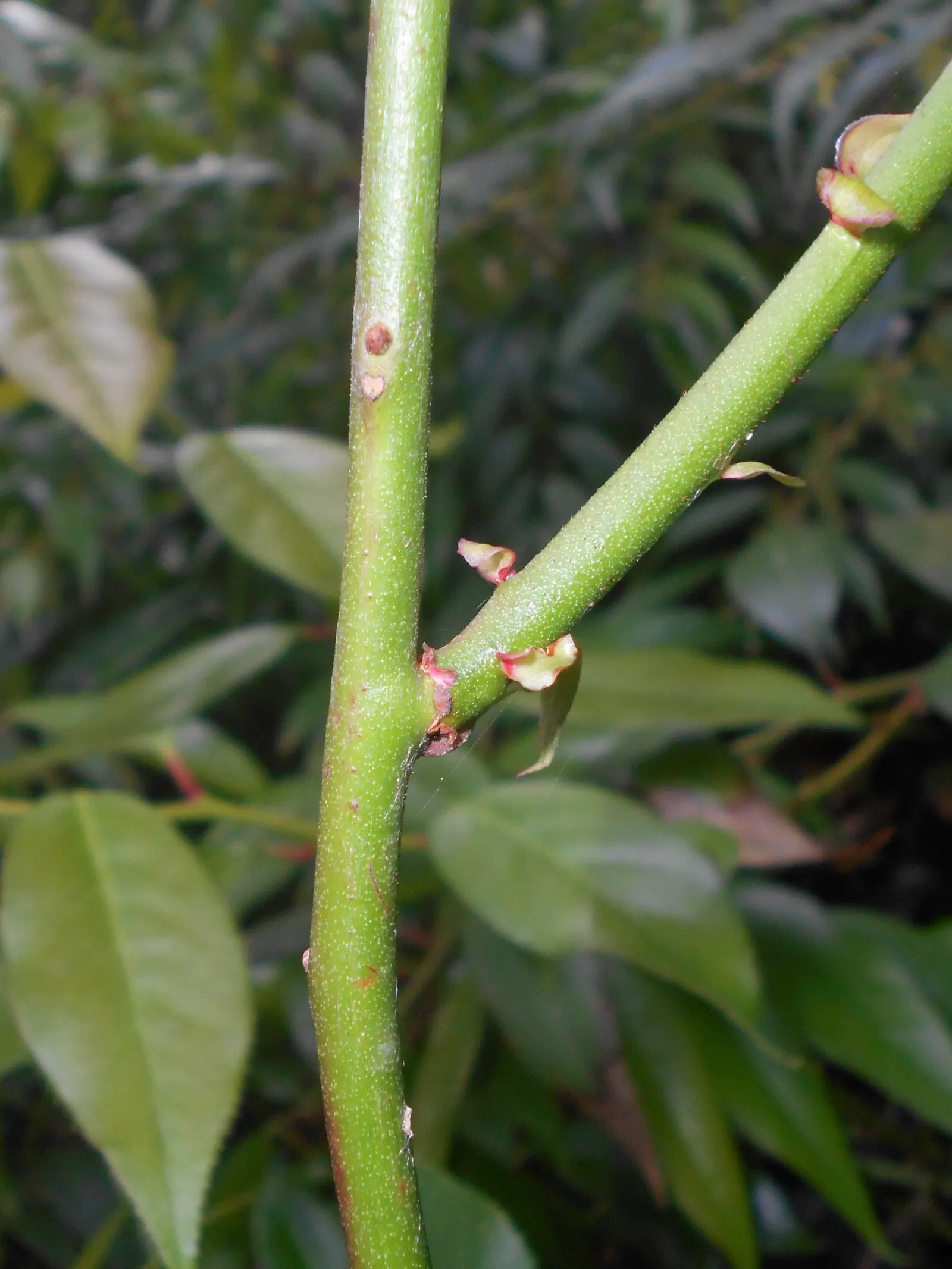 Fetterbush (Leucothoe Fontanesiana) — Excellent for mass plantings, woodland gardens, and borders for year-round interest; the foliage adds, image 75