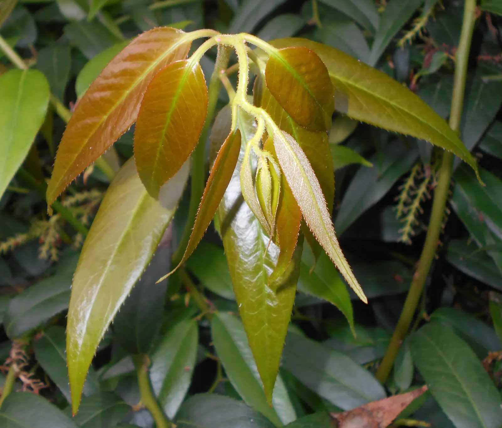Fetterbush (Leucothoe Fontanesiana) — woodland gardens or as part of a mixed shrub border