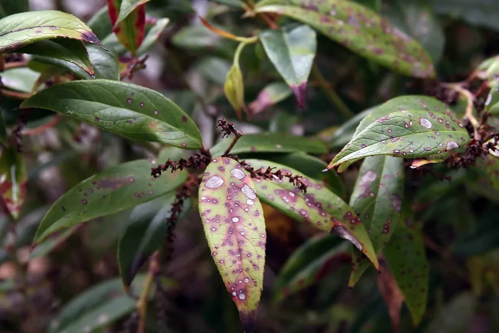 Fetterbush (Leucothoe Fontanesiana) — Grows 3-5 ft high and wide, preferring acidic, well-drained soil; is a versatile evergreen shrub with arching branches