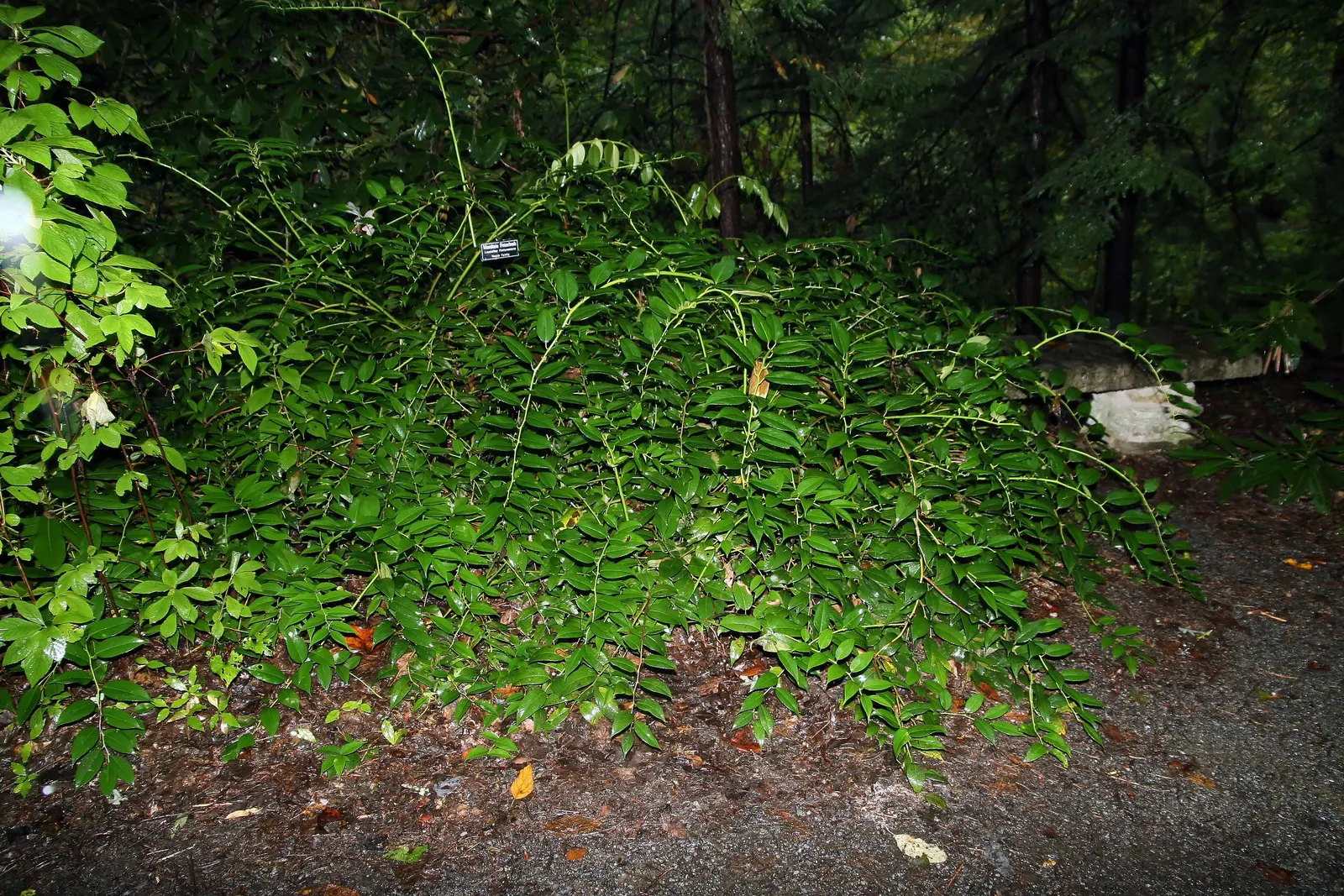 Fetterbush (Leucothoe Fontanesiana) — broadleaf evergreen / shrub with white blooms; preferring part shade to full shade conditions, image 68