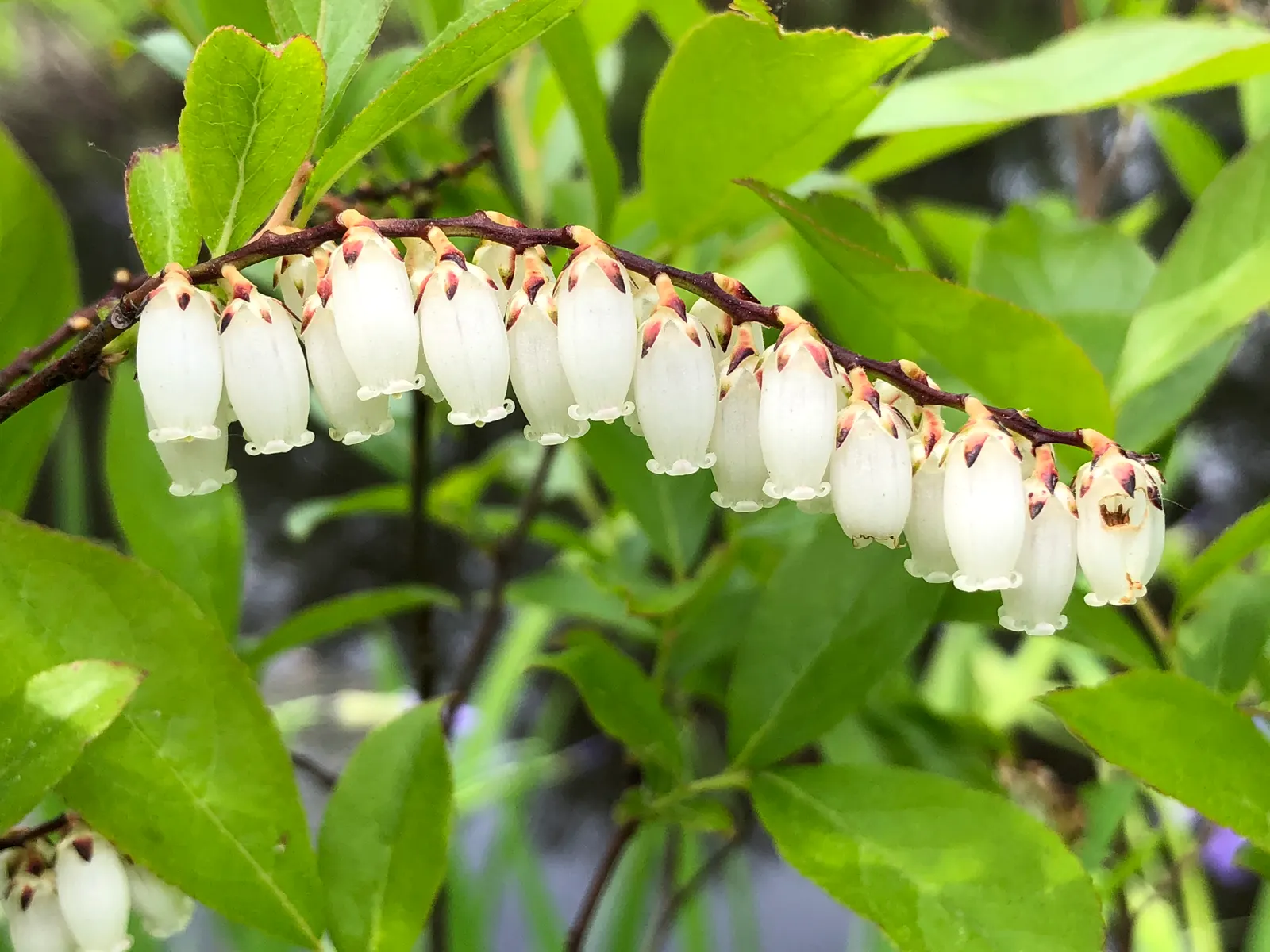 Fetterbush (Leucothoe Fontanesiana) — glossy leaves that turn deep red-purple in fall; delicate clusters of bell-shaped white flowers dangle from the branches