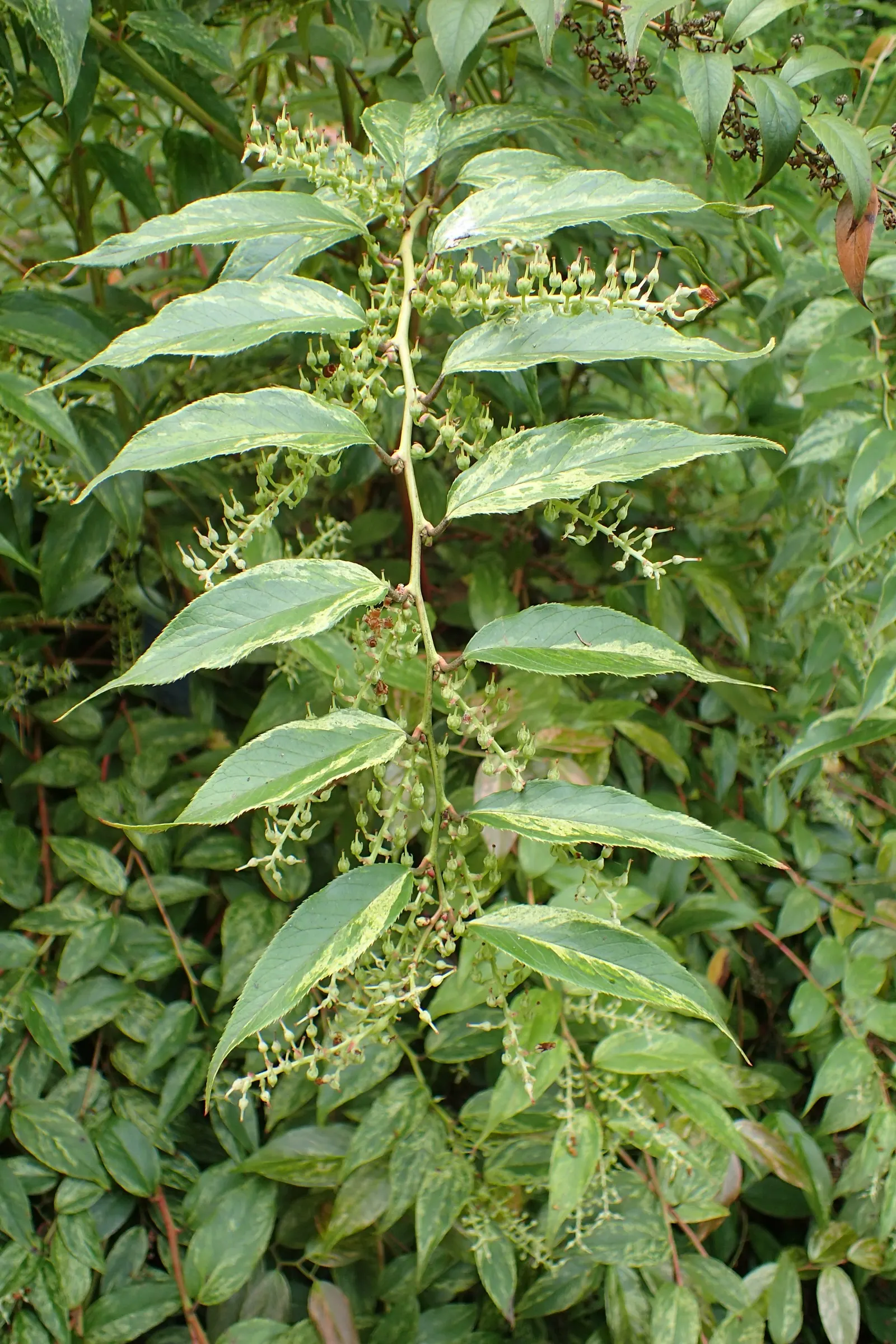 Fetterbush (Leucothoe Fontanesiana) — Ideal for partial to full shade, it features dainty white flowers in spring; with a spread of 4 to 5 feet