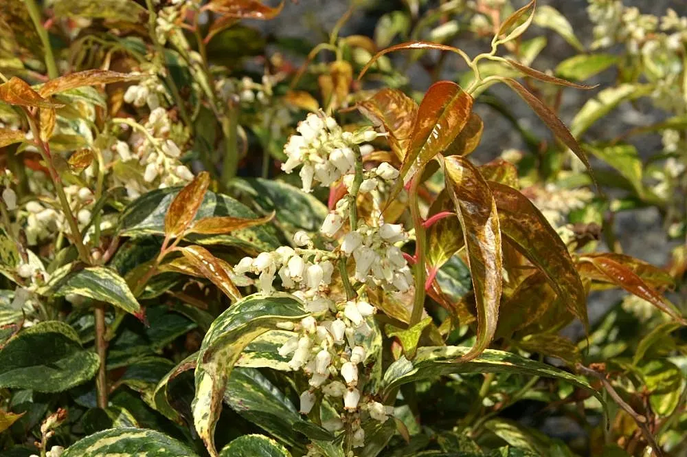 Fetterbush (Leucothoe Fontanesiana) — emitting a subtle fragrance and providing a nectar source for local pollinators