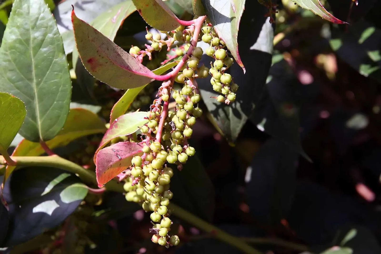 Fetterbush (Leucothoe Fontanesiana) — Maintenance is minimal, requiring light pruning to shape; broadleaf evergreen / shrub for deep shade or shade