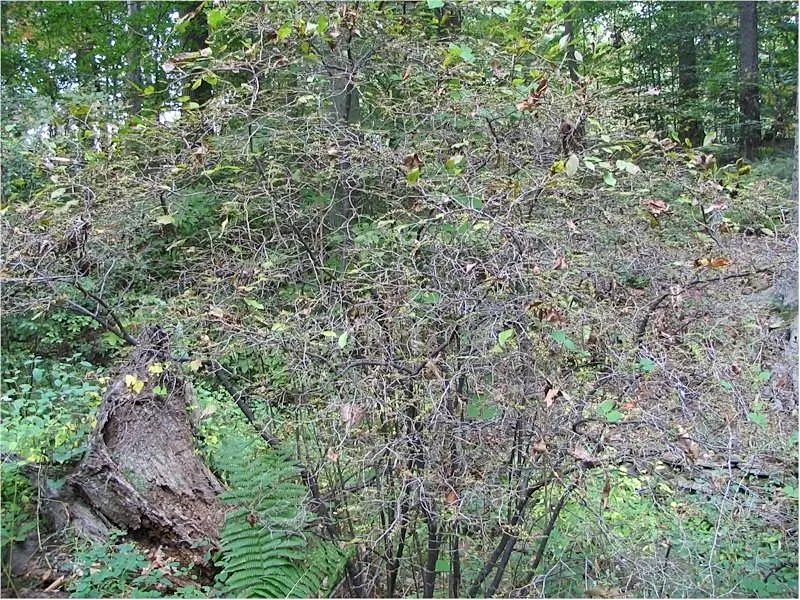 Fetterbush (Leucothoe Fontanesiana) — white flowers in the garden; excellent for mass plantings, woodland gardens, and borders for year-round, image 67